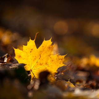 Gelb verfrbtes Spitzahornblatt im Herbst