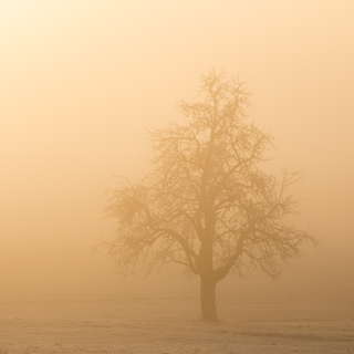 tree in the morning fog