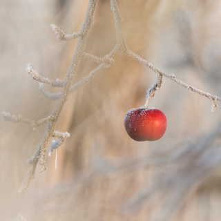 frozen red apple