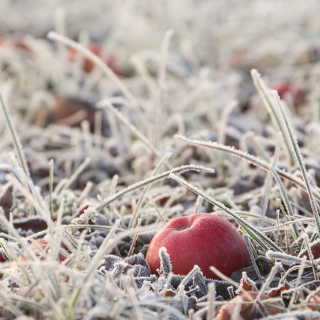 Roter Apfel im Gras mit Reif