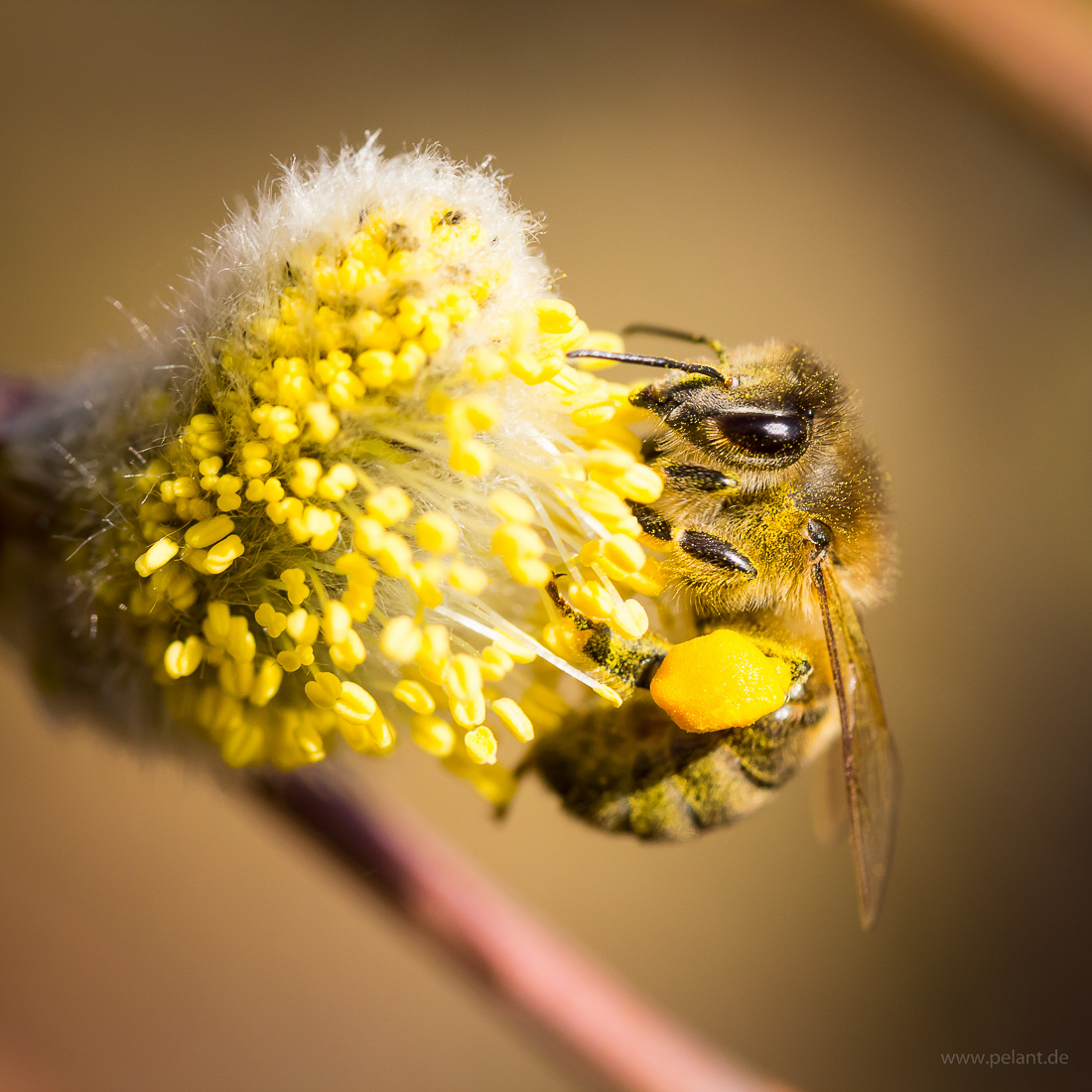 willow catkin with bee