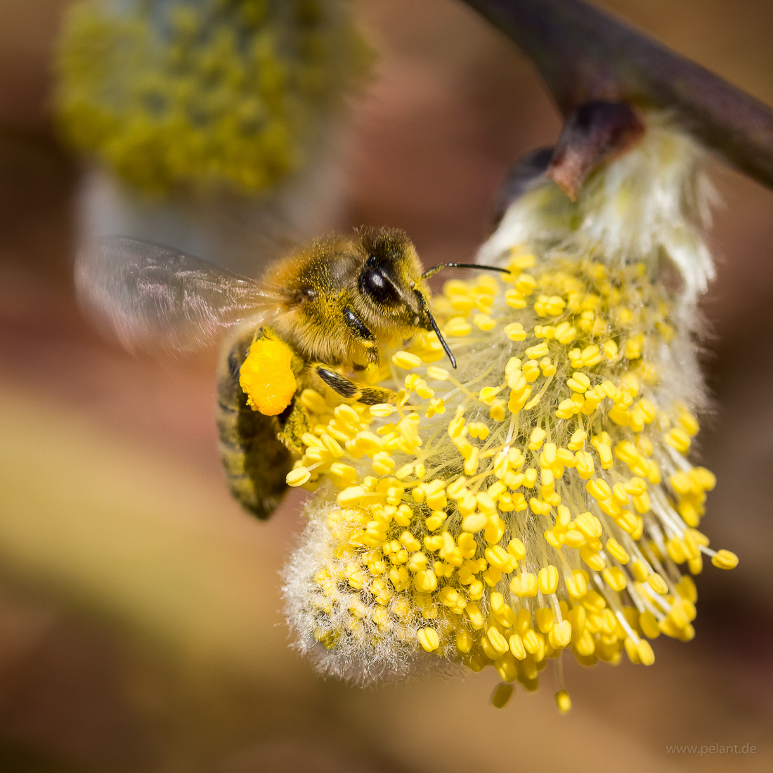 Honigbiene bei der Bestubung eines Weidenktzchens