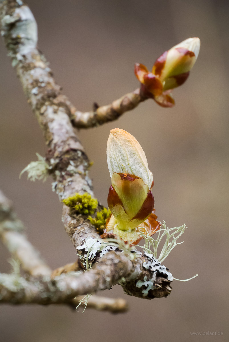austreibende Rosskastanienknospe (Aesculus hippocastanum)