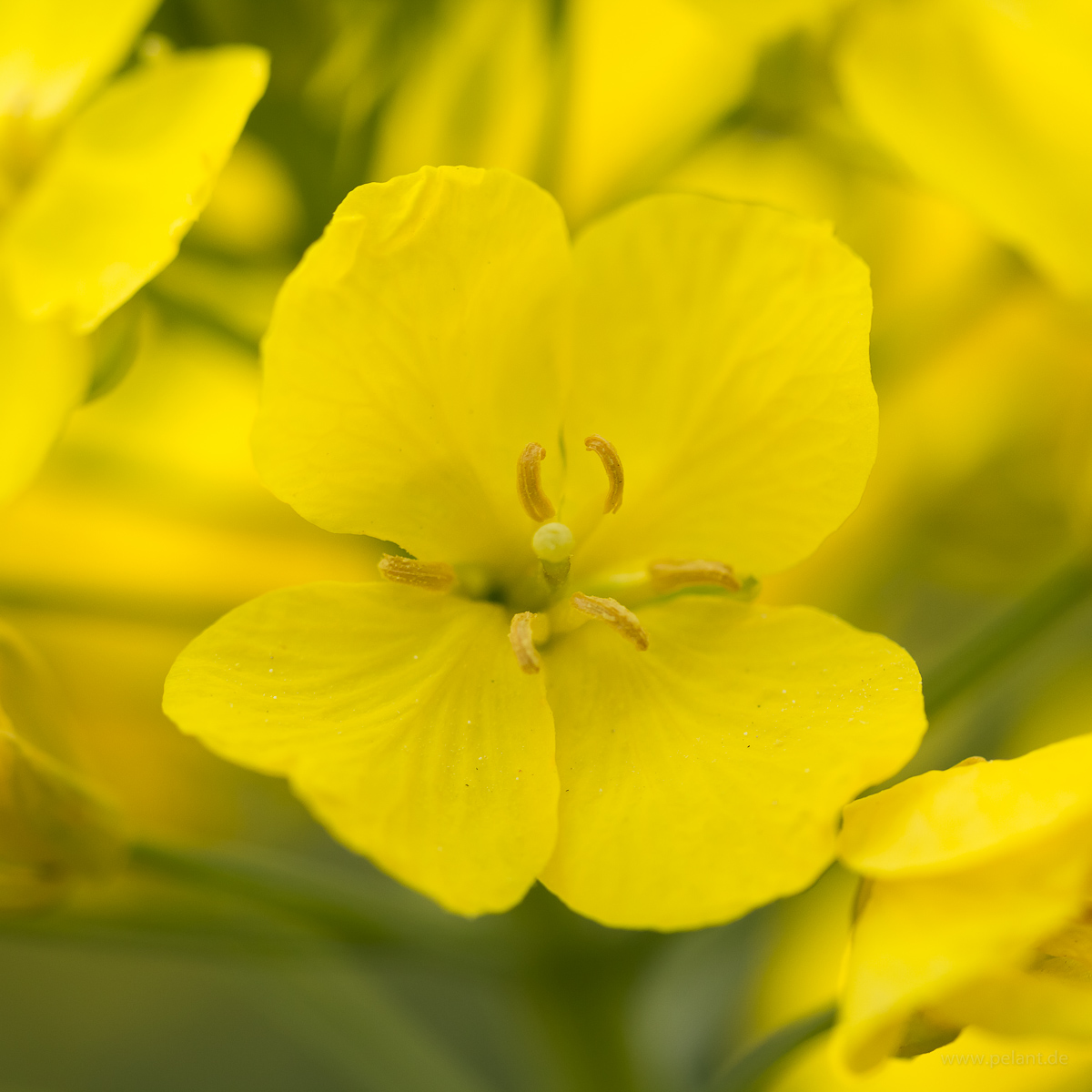 rape-seed flower closeup