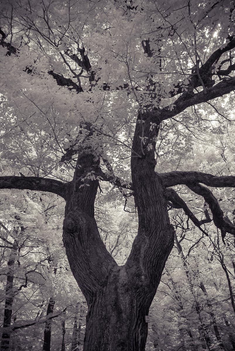 Infrared picture of the Gabeleiche in the Schnbuch forest