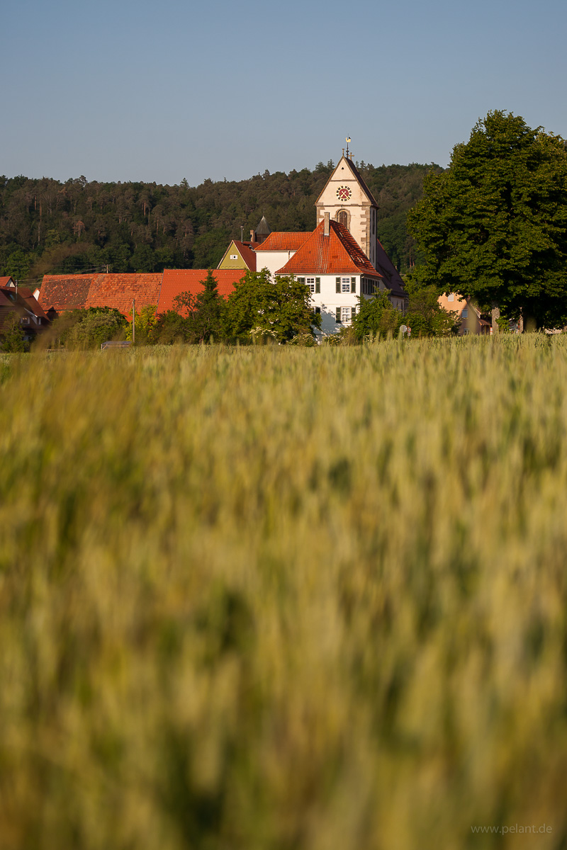 Blick ber ein Getreidefeld auf den Kirchturm von Tbingen-Weilheim
