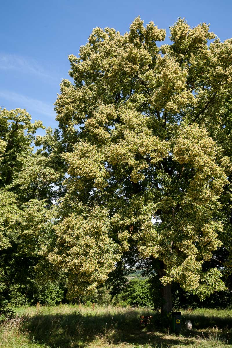 flowering lime tree