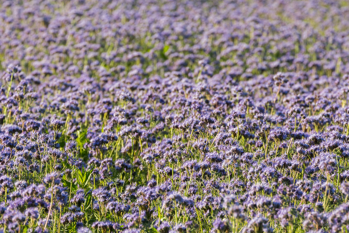 flowering Phacelia field