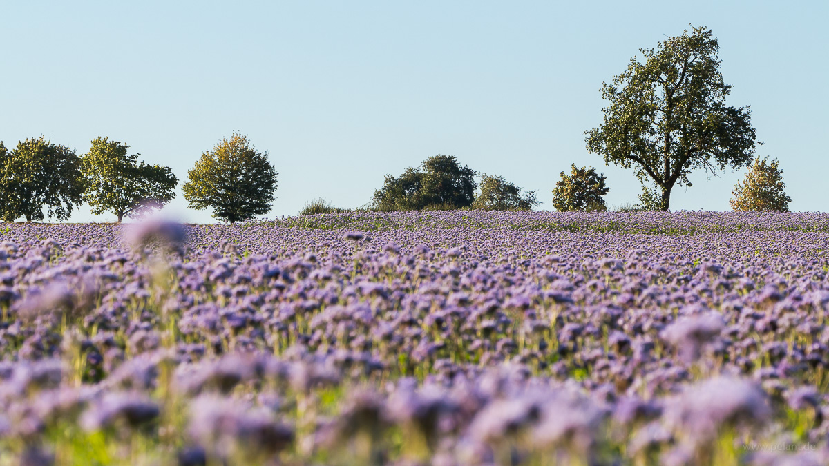 flowering Phacelia field with trees in the background