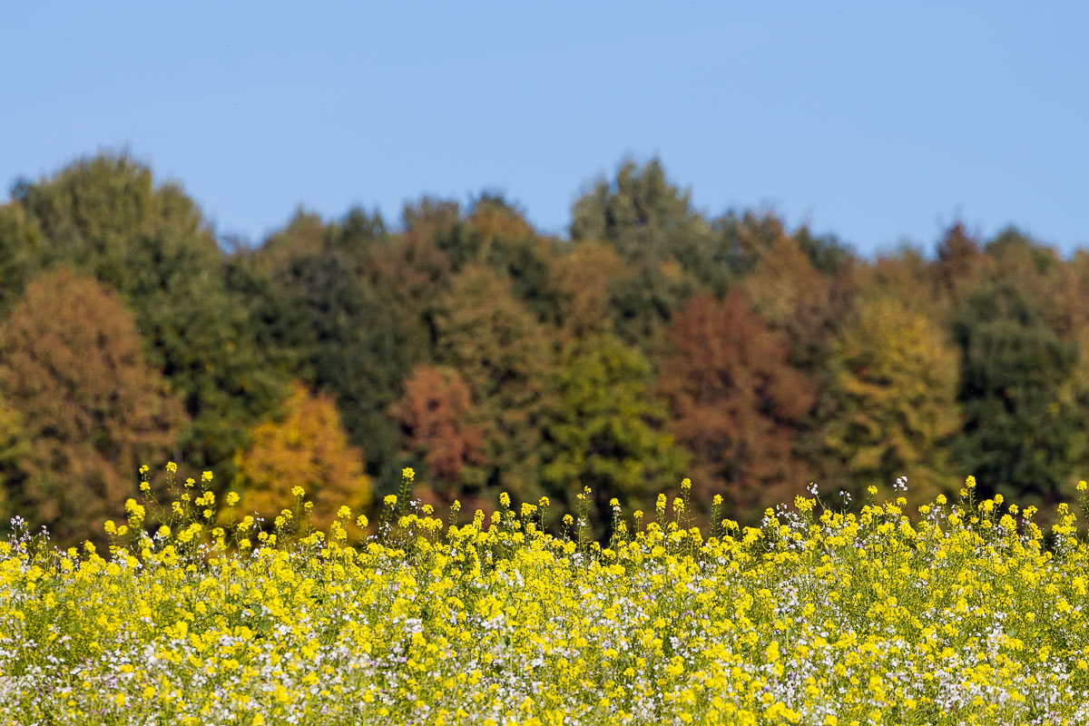 flowering mustard field in front of the edge of the Schnbuch forest