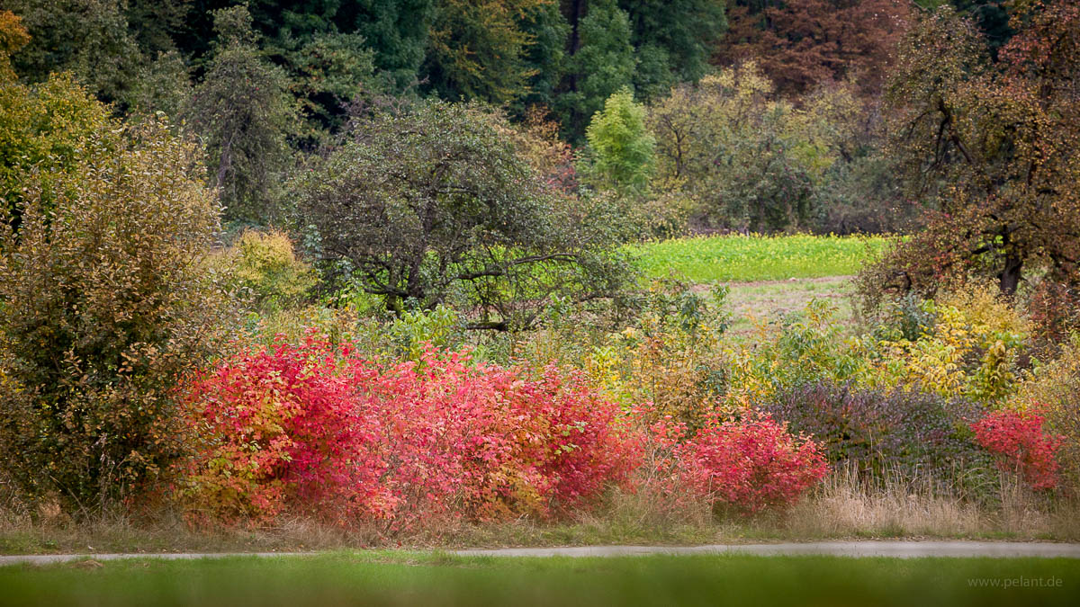 rot leuchtendes Herbstlaub von Gewhnlichem Schneeball (Viburnum opulus)