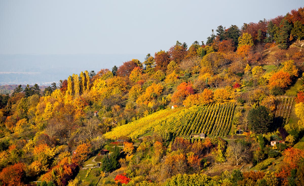 Weinberge am Floriansberg bei Metzingen im Herbst