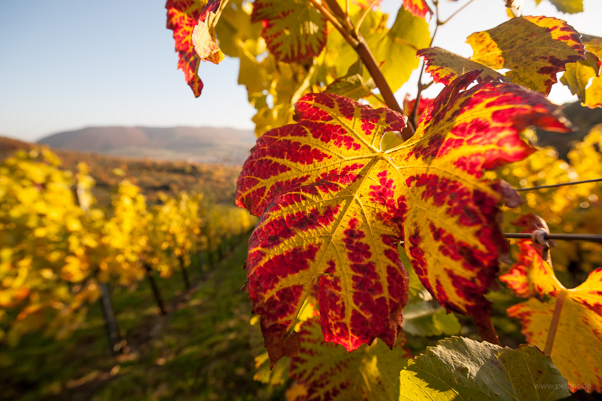 vineyards in autumn