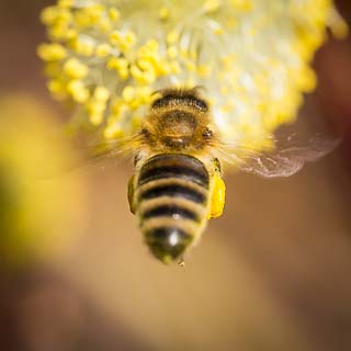willow catkin with bee
