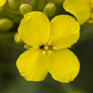 rape-seed flower detail