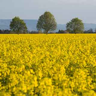 flowering rape-seed field