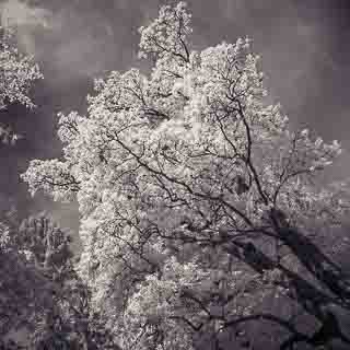 Infrared picture of the Prinz-Friedrich-Eiche (oak tree) in the Schnbuch forest