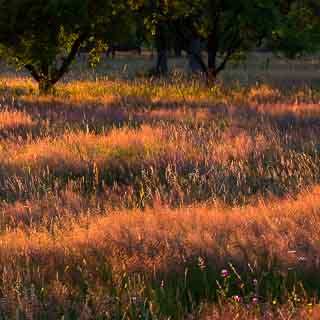 meadow with Agrostis capillaris in the evening light