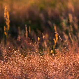 grasses in the evening light, Agrostis capillaris in the foreground