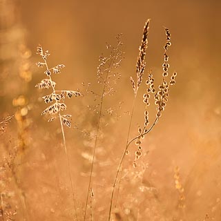 grasses with back light