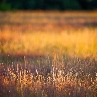 Wiese im Abendlicht