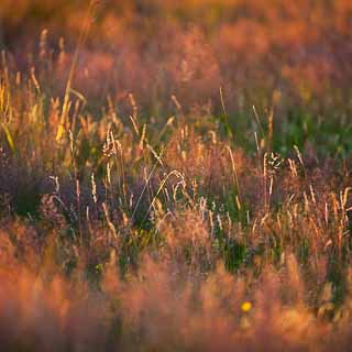 grasses in the evening light