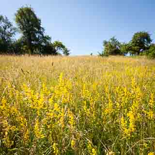 yellow bedstraw (Galium verum) on a meadow