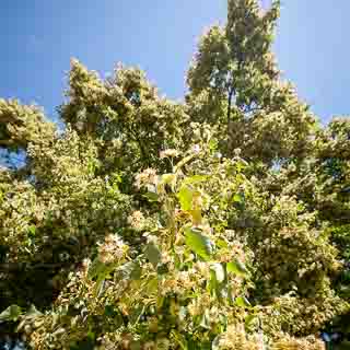 lime blossom