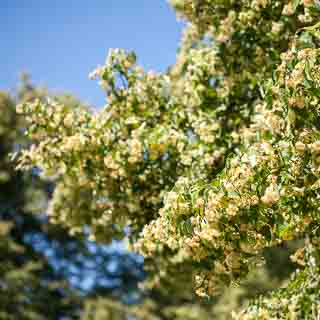 lime blossom - branch with many blossoms of a flowering lime tree