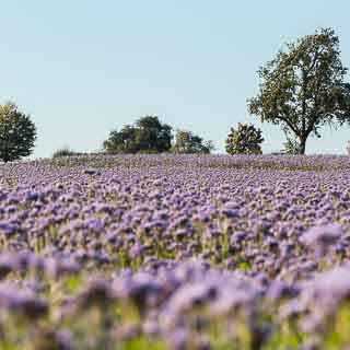 flowering Phacelia field with trees in the background