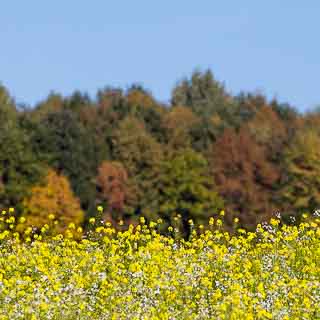 Blhendes Senffeld vor dem Waldrand