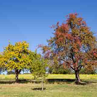 fruit trees of a Streuobstwiese (orchard) in front of a flowering mustard field