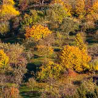 Streuobstwiese bei Metzingen im Herbst