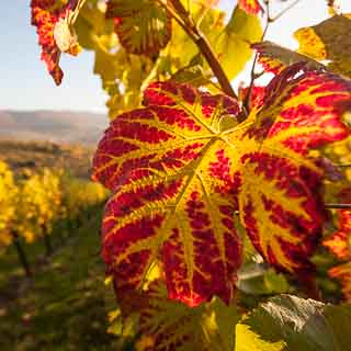 vineyards in autumn