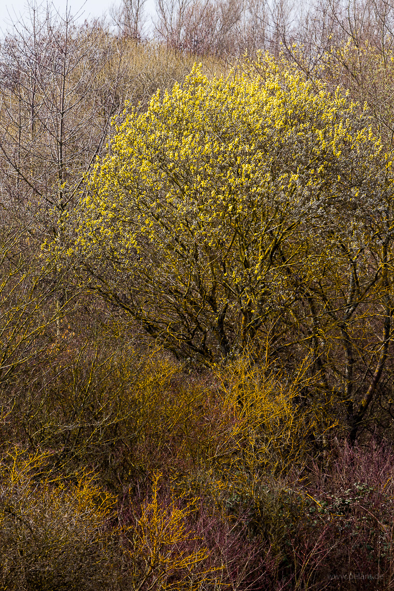 Blhende Sal-Weide (Salix caprea) in einer Hecke