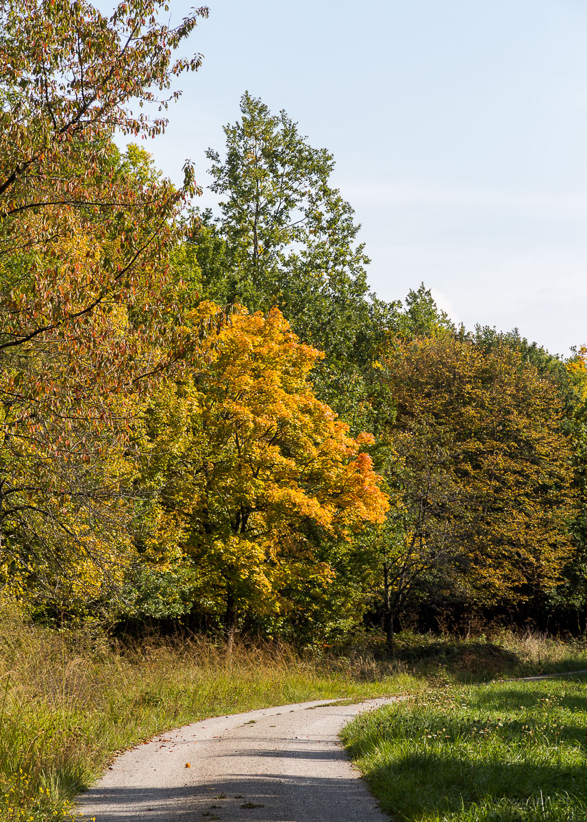 Spitzahorn (Acer platanoides) in beginnender Herbstfrbung am Eichenfirst-Randweg (Waldweg) im Naturpark Schnbuch