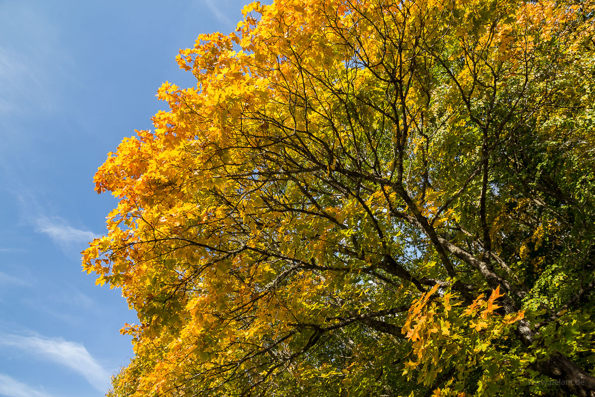 Norway maple (Acer platanoides) beginning autumn foliage with blue sky