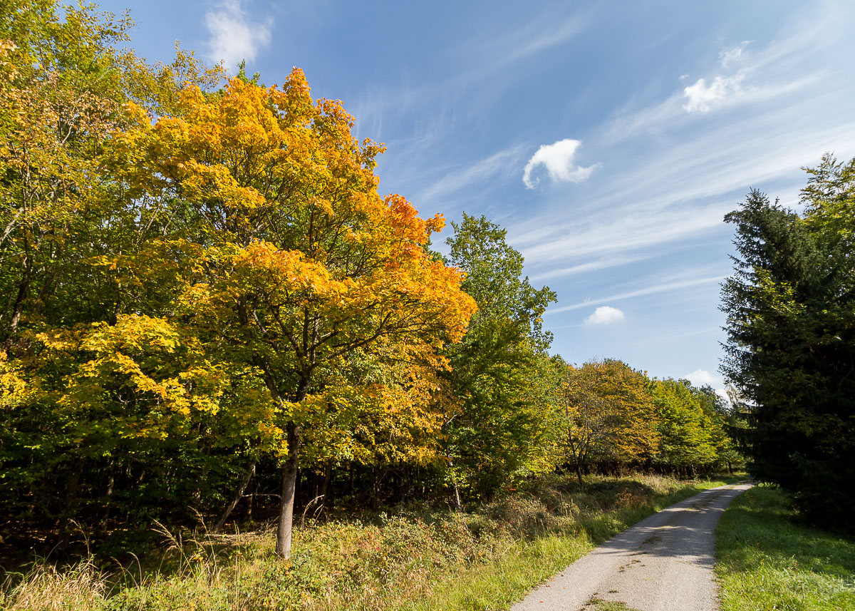 Spitzahorn (Acer platanoides) mit beginnender Herbstfrbung neben einem Waldweg im Schnbuch