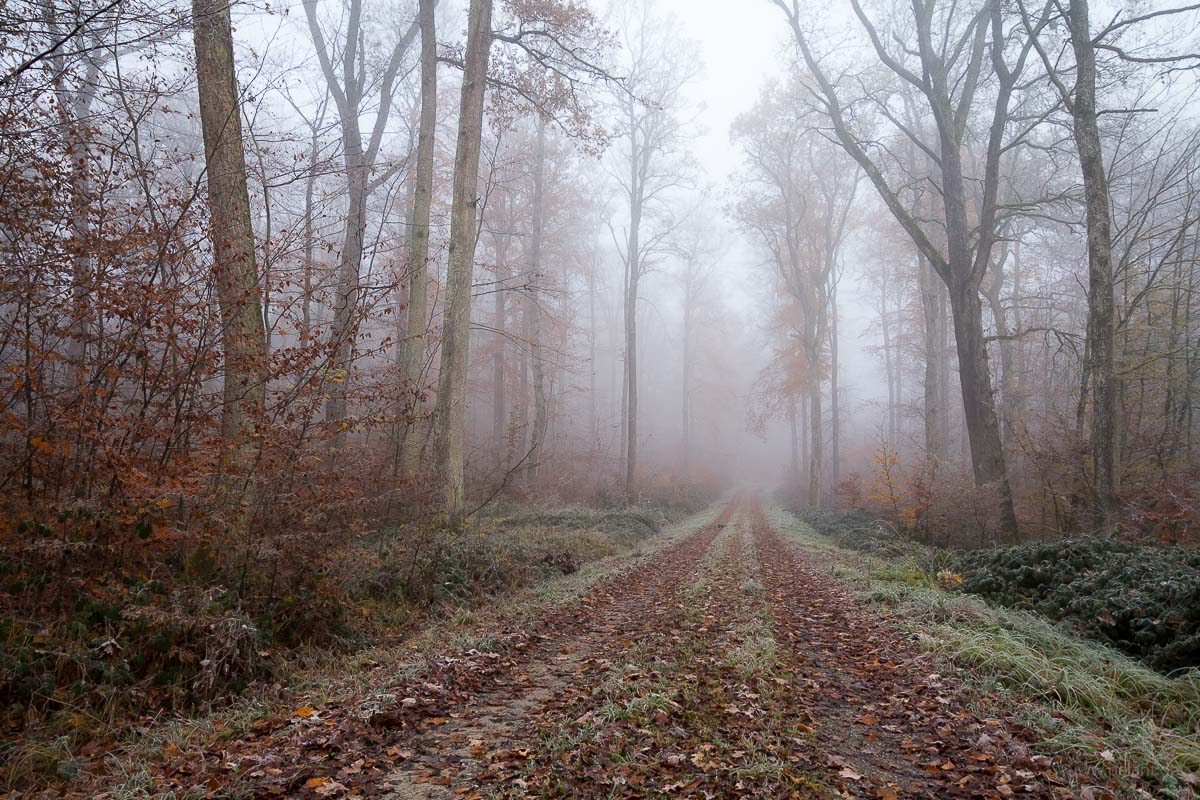 Ersatzweg beim Eichenfirst im Schnbuch - Waldweg mit Nebel im November