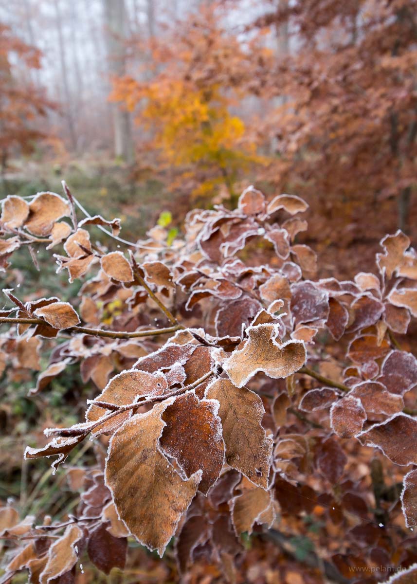 beech foliage with frost in the Schnbuch forest