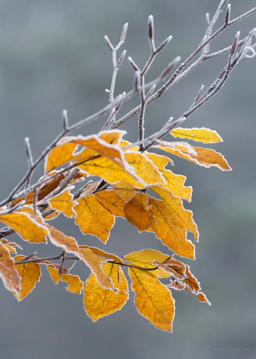 common beech (Fagus sylvatica) foliage with frost