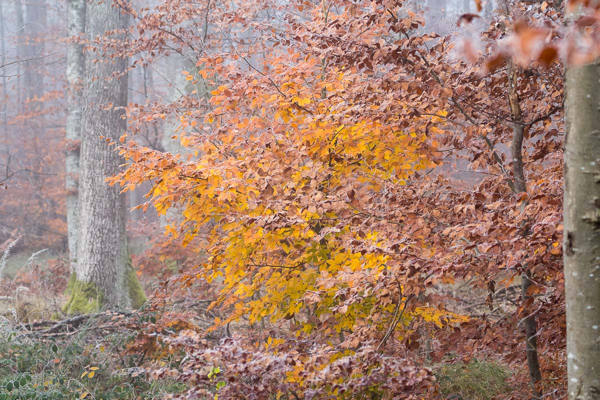 Rotbuchenlaub im nebligen Herbstwald