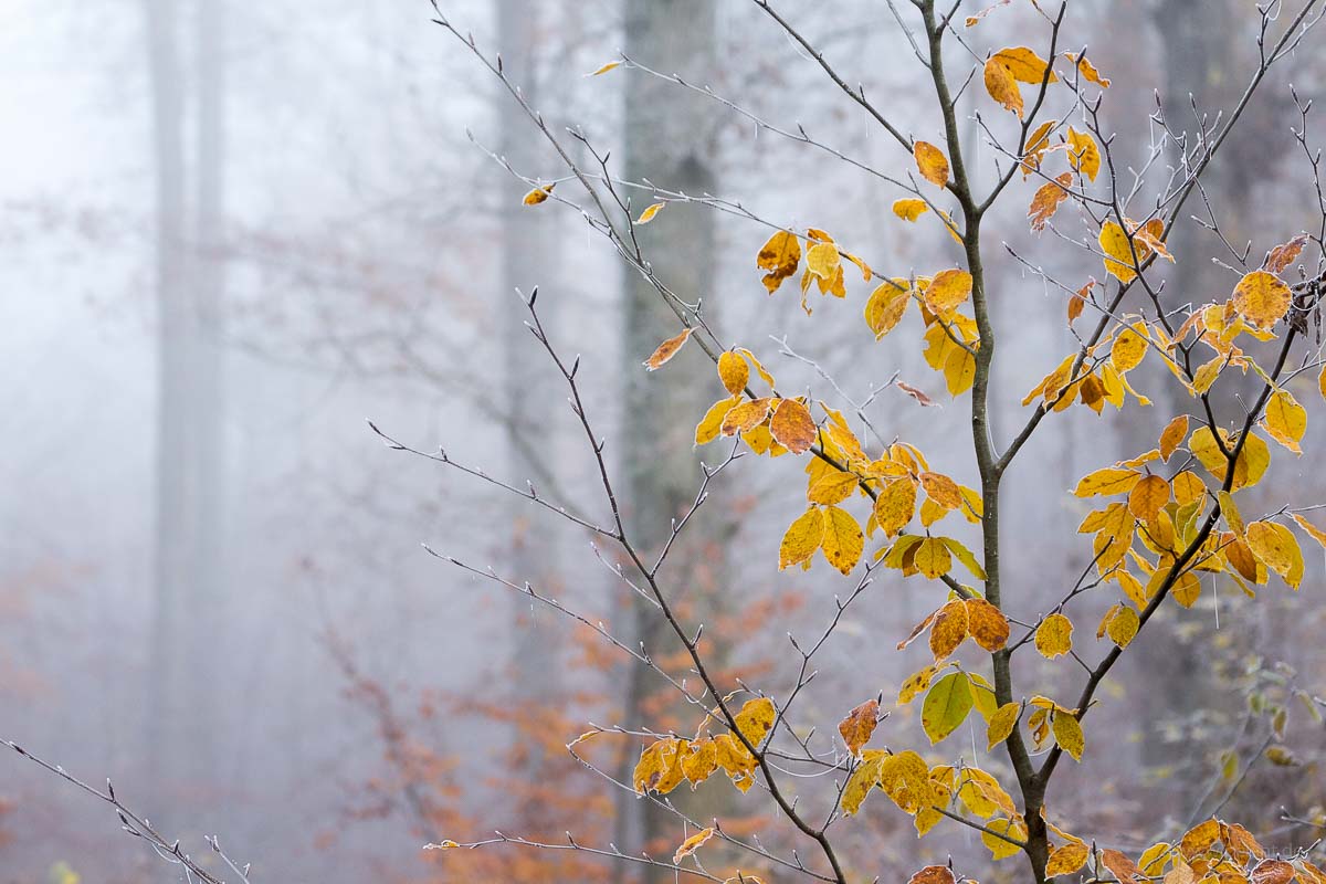 Rotbuchenlaub mit Reif im nebligen Herbstwald