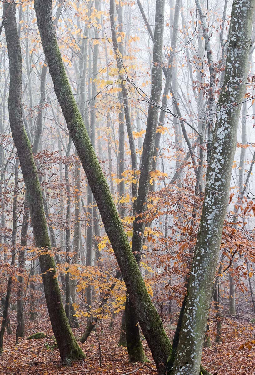 tree trunks in the Schnbuch forest on a foggy autumn morning