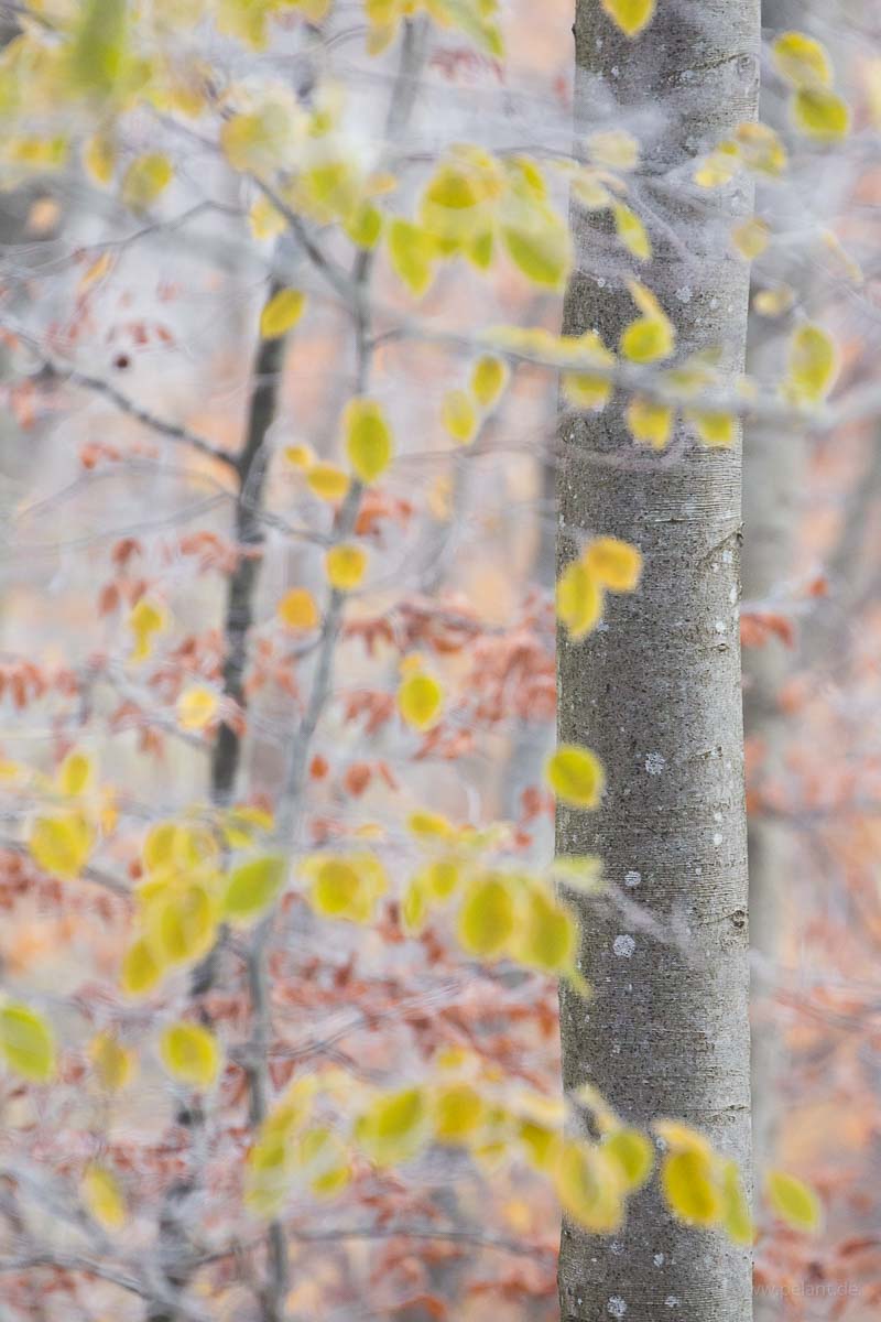 tree trunk of a common beech (Fagus sylvatica) in a foggy autumn forest with blurred foreground and blurred background