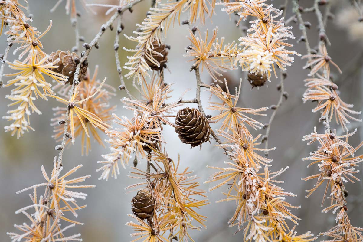 Larch cones with frost