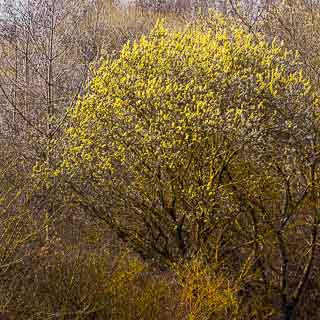 Blhende Sal-Weide (Salix caprea) in einer Hecke