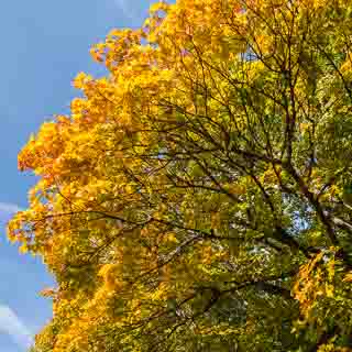 Spitzahorn (Acer platanoides) mit beginnender Herbstfrbung und blauem Himmel