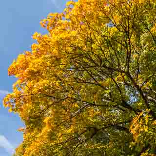 Spitzahorn (Acer platanoides) mit beginnender Herbstfrbung und blauem Himmel