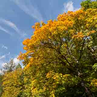 Spitzahorn (Acer platanoides) mit beginnender Herbstfrbung und blauem Himmel